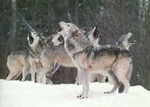 Lobo Blanco en la Nieve